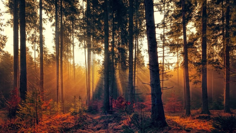 Magical Woodland Venue